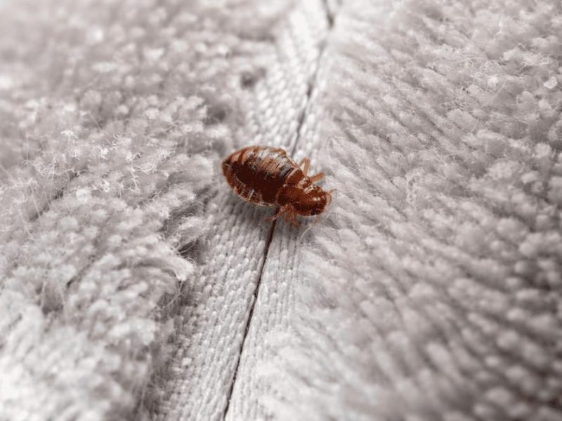 Schädlingsbekämpfung Kammerjäger Bettwanzen