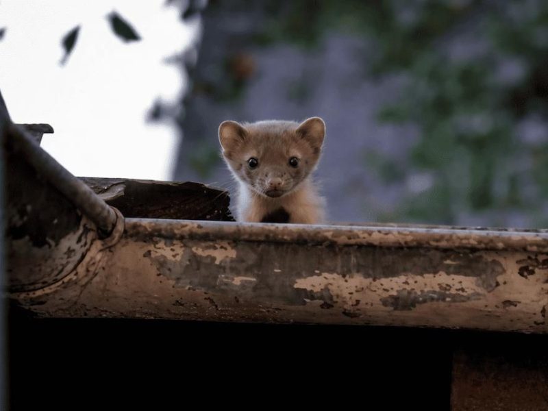 Schädlingsbekämpfung Kammerjäger Mader