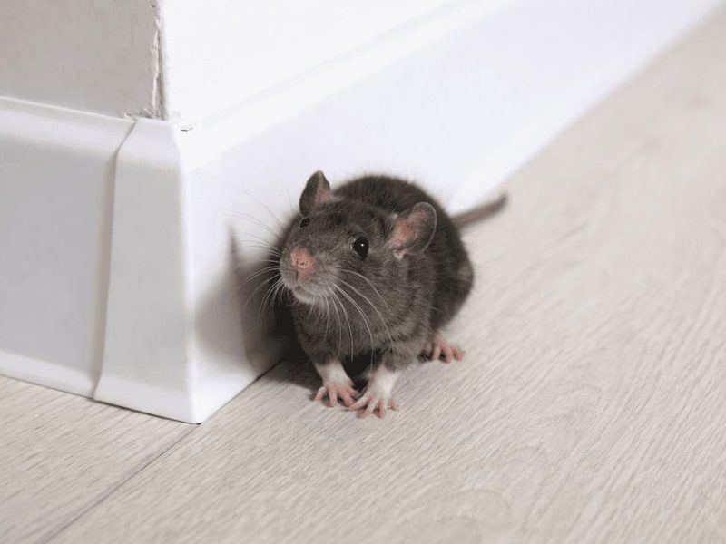 Schädlingsbekämpfung Kammerjäger Mäuse