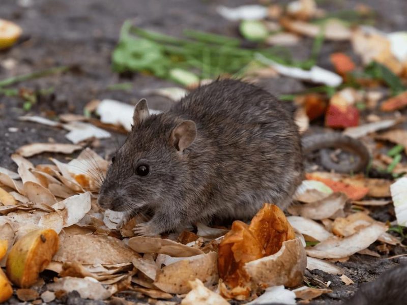 Schädlingsbekämpfung Kammerjäger Ratten
