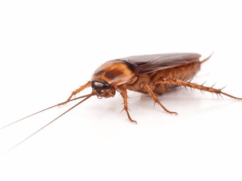 Schädlingsbekämpfung Kammerjäger Schaben