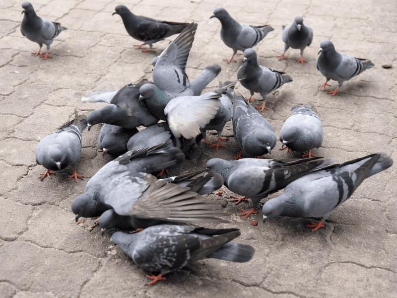 Schädlingsbekämpfung Kammerjäger Tauben