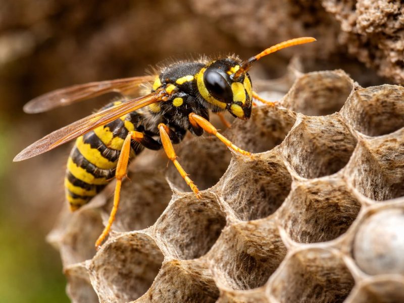Schädlingsbekämpfung Kammerjäger Wespen